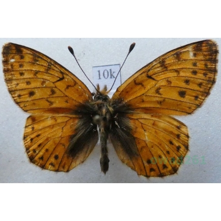 Boloria hegemone (Staudinger, 1881) Kazachstan10k